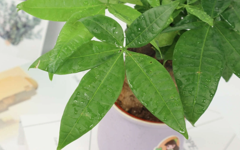 發財樹葉子斑點全解析：診斷、治療與預防指南