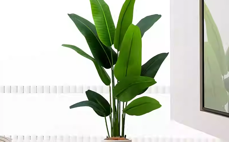 室內大型盆栽
