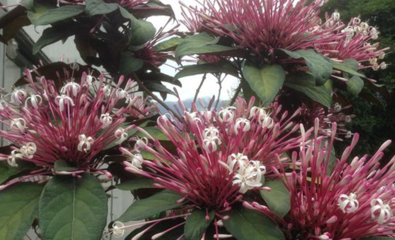 煙火花花語交通 煙火花花語交通