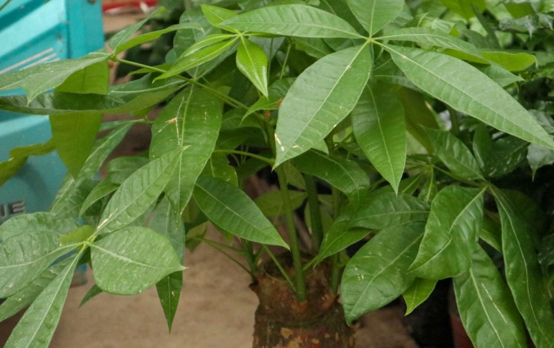 發財樹 黃葉 原因