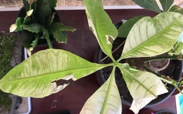 發財樹葉子變白原因