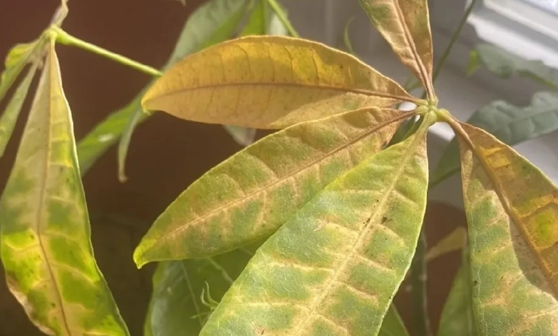 發財樹葉子枯黃怎麼辦？專家教你診斷原因與急救復活步驟