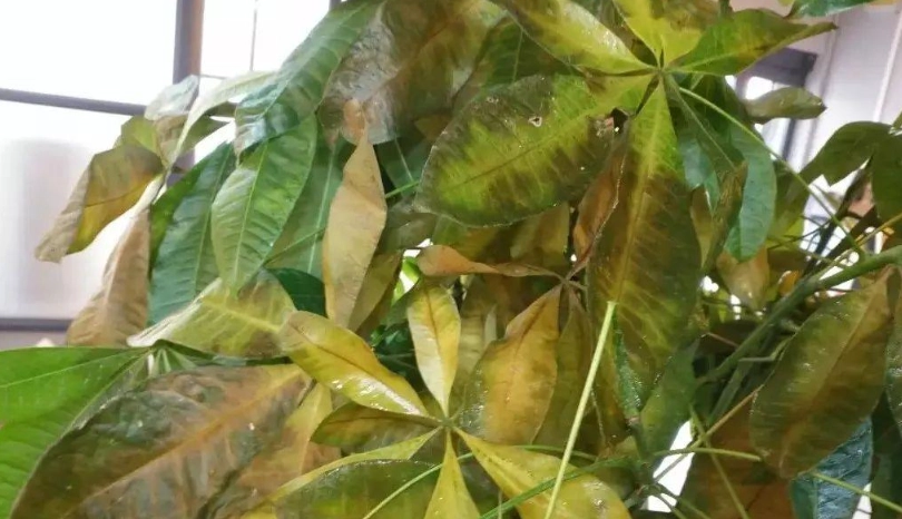 水種發財樹 葉子變黃