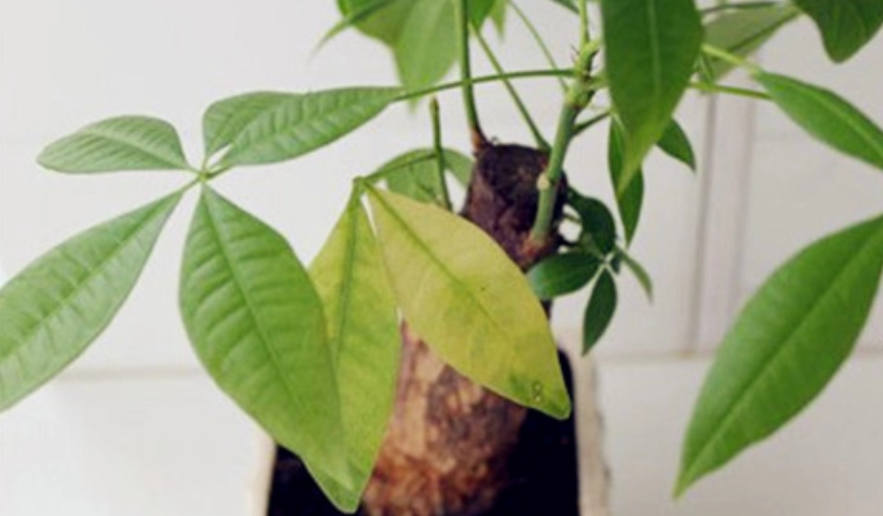 水培發財樹 照顧