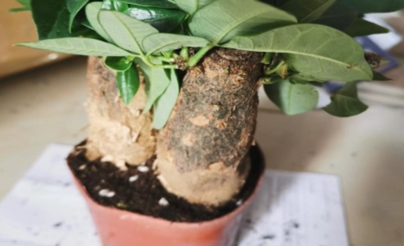 發財樹葉子掉光怎麼辦？專家教你5步驟救活它