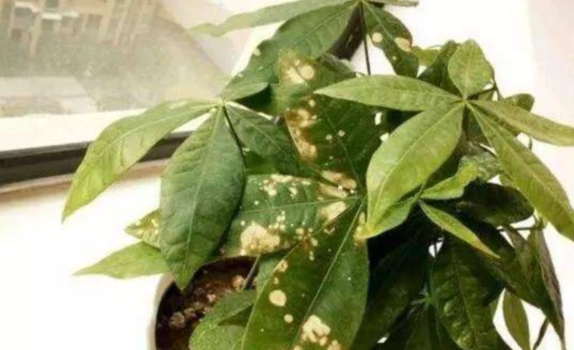 發財樹葉子變白處理