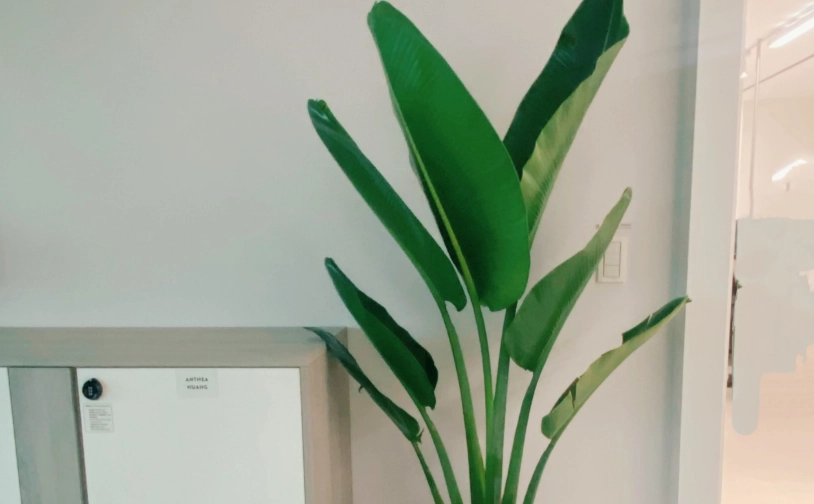 芭蕉樹盆栽養護全攻略：新手也能輕鬆上手的室內綠意