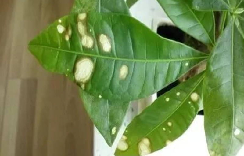 發財樹葉子變白怎麼辦？3大原因與完整拯救指南