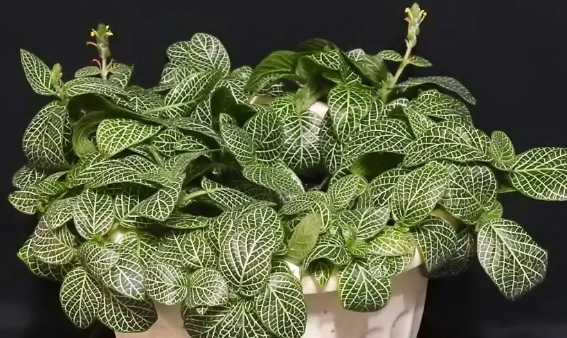 網紋草 葉子 焦邊