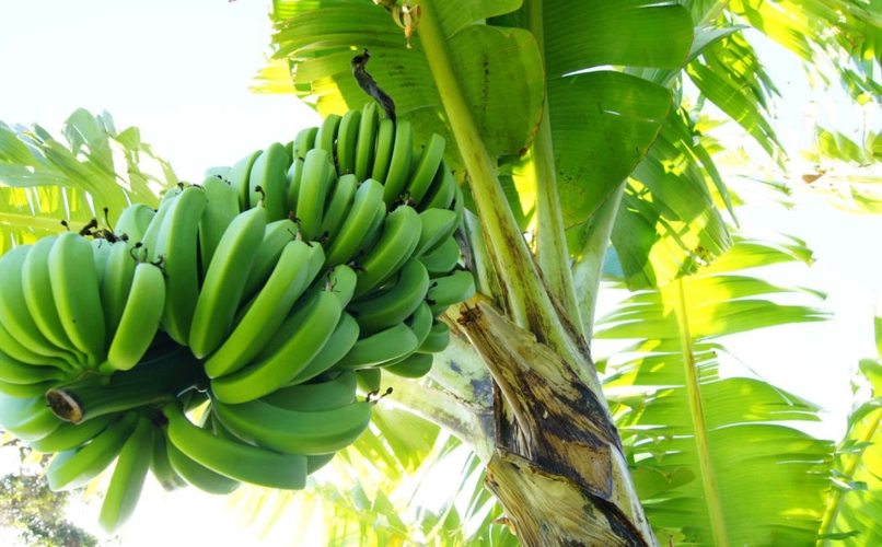 香蕉種植技巧