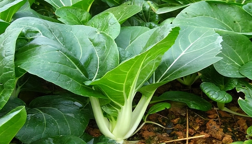 黑葉白菜照顧 黑葉白菜照顧