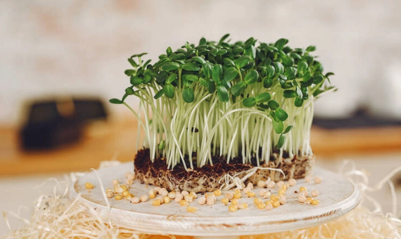 綠豆芽種植 綠豆芽種植