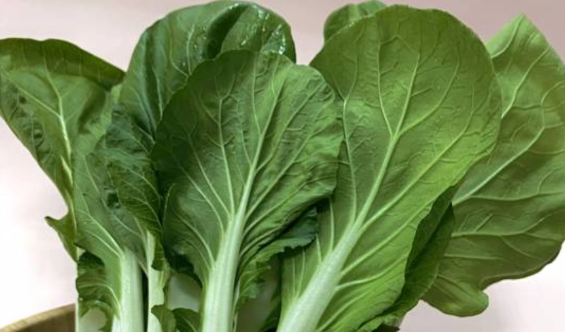 黑葉白菜病蟲害 黑葉白菜病蟲害