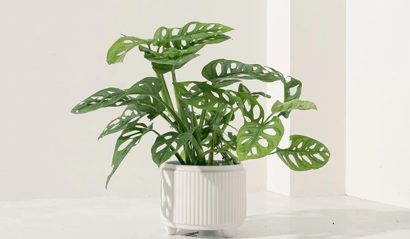 洞洞蔓綠絨常見問題