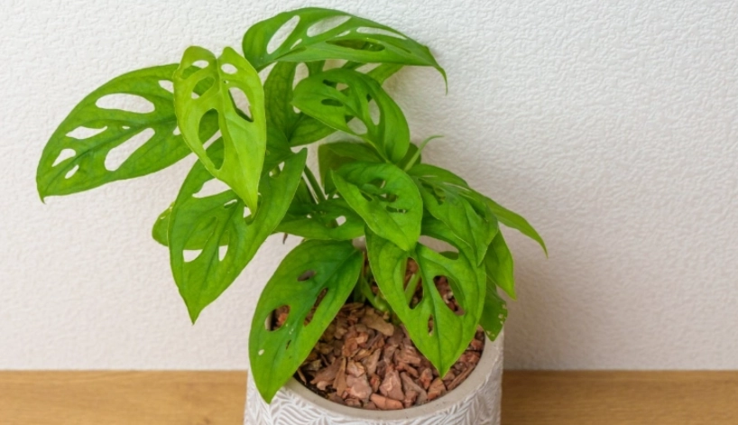 洞洞蔓綠絨常見問題