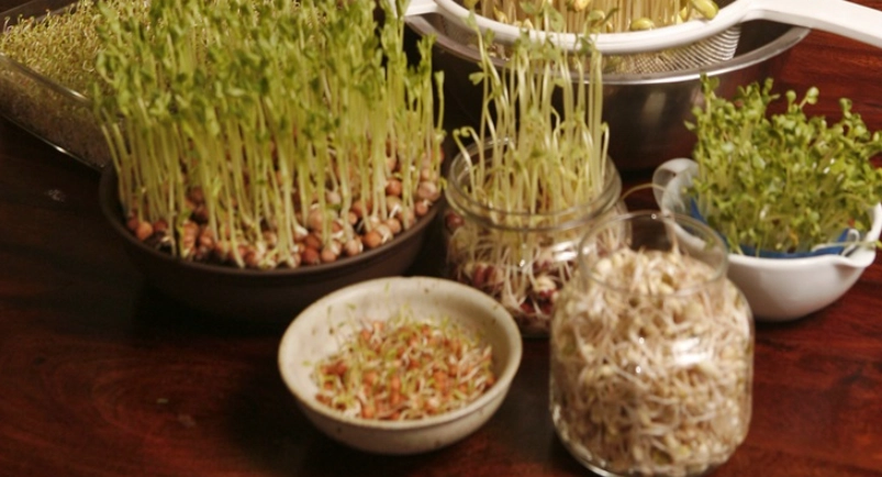 種綠豆芽步驟 種綠豆芽步驟