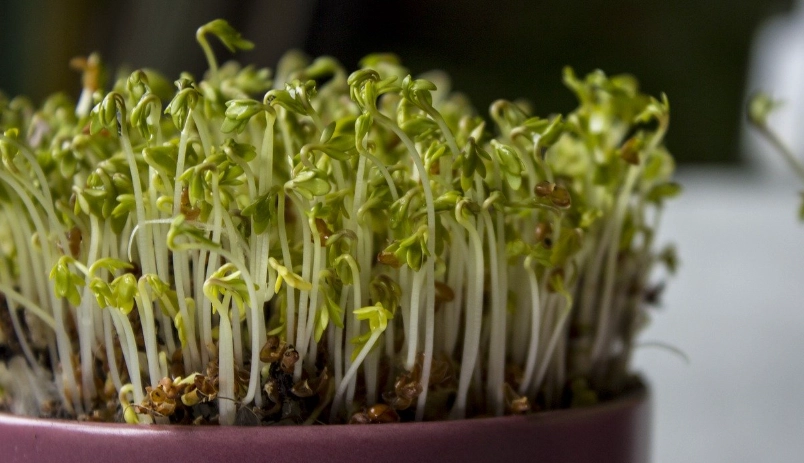 種綠豆芽步驟 種綠豆芽步驟