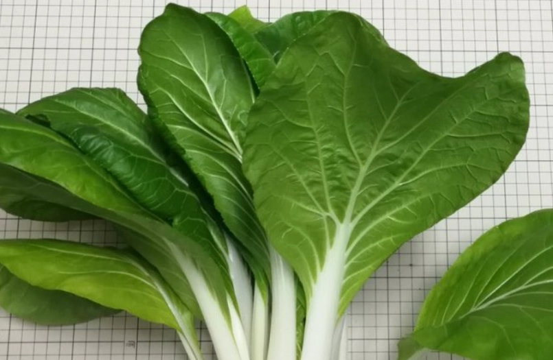 黑葉白菜照顧 黑葉白菜照顧