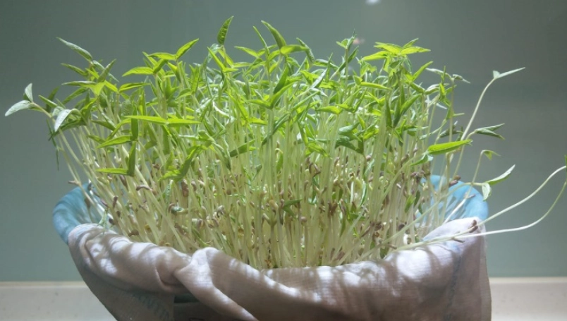 綠豆芽種植 綠豆芽種植