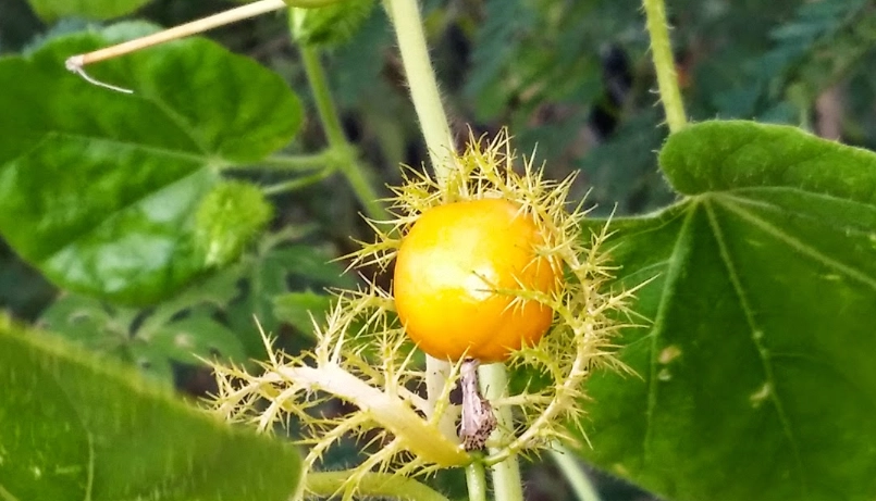 毛西番蓮副作用