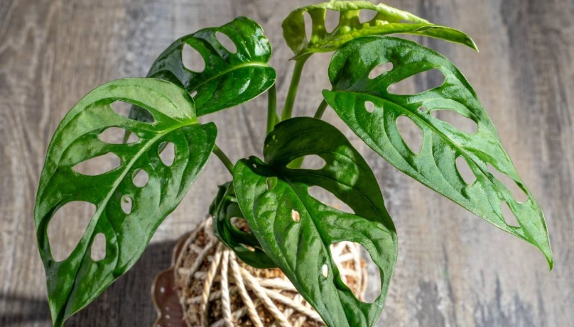 洞洞蔓綠絨常見問題