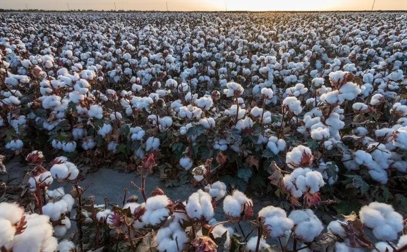 棉花栽培技巧 棉花栽培技巧