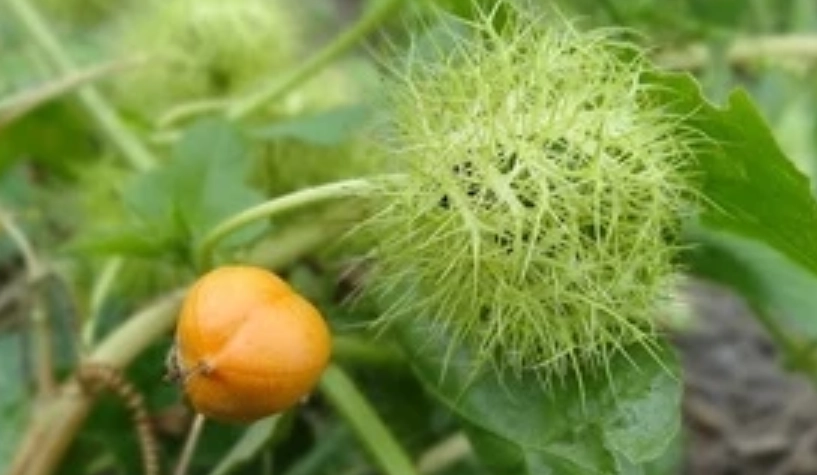 毛西番蓮副作用