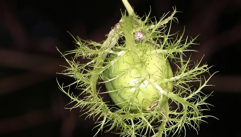 毛西番蓮使用方式