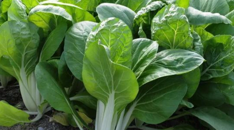 黑葉白菜病蟲害 黑葉白菜病蟲害