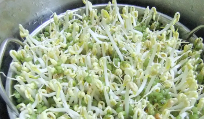 種綠豆注意事項