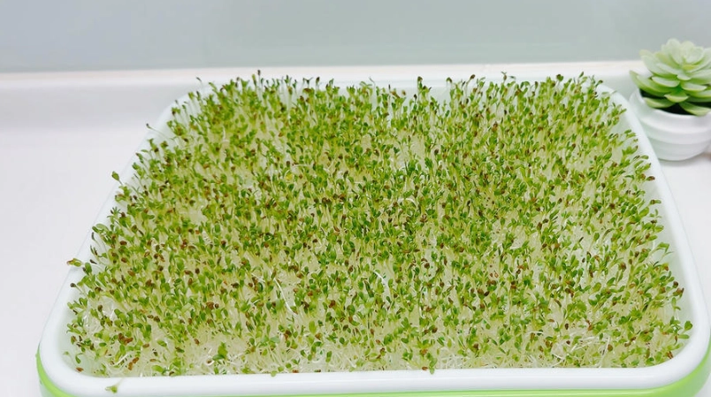 綠豆芽種植 綠豆芽種植