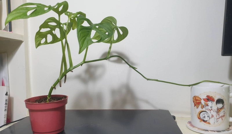 洞洞蔓綠絨澆水