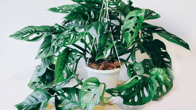 洞洞蔓綠絨澆水