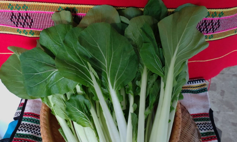 黑葉白菜照顧 黑葉白菜照顧