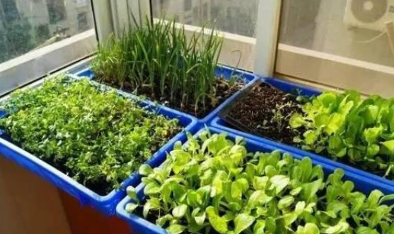 陽台種菜