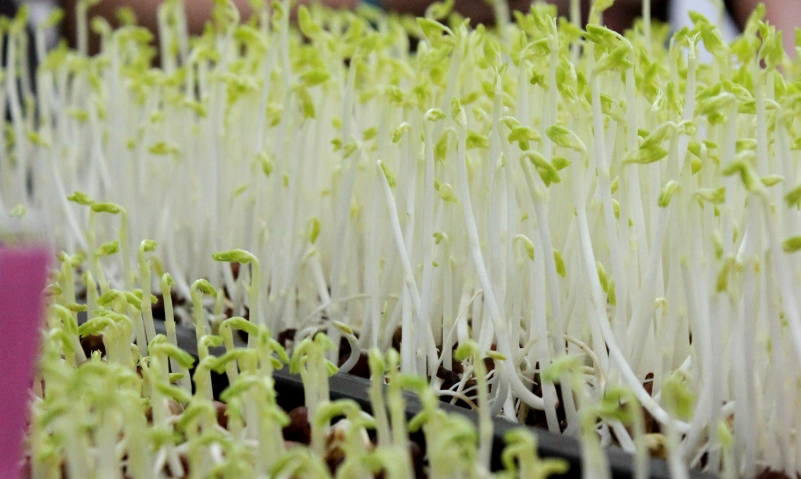 種綠豆注意事項