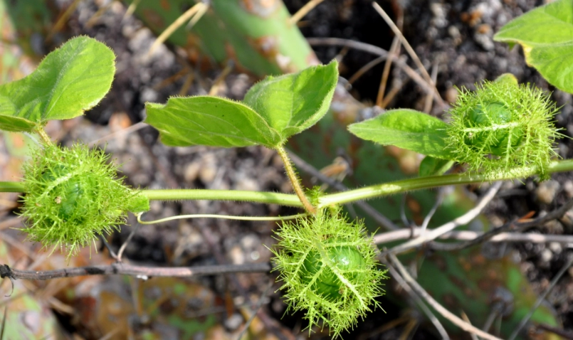 毛西番蓮使用方式