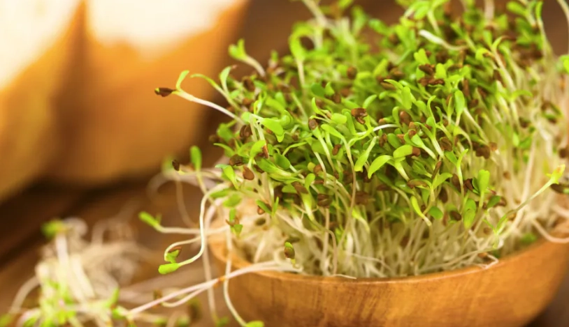 種綠豆方法 種綠豆方法