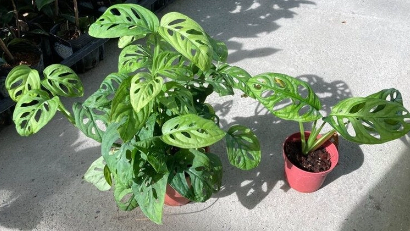 洞洞蔓綠絨常見問題