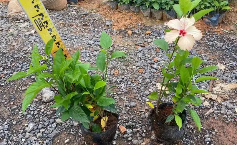 扶桑花照顧 扶桑花照顧