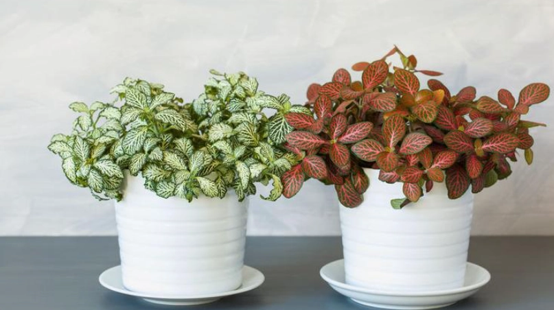 網紋草急救方法