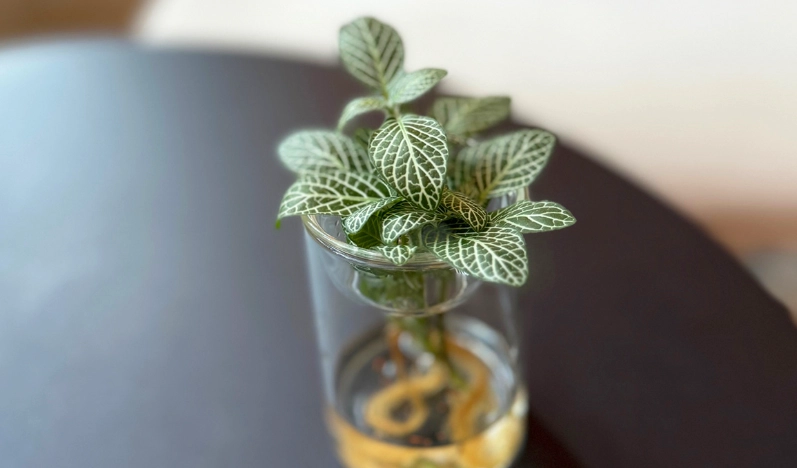 室內植物 室內植物