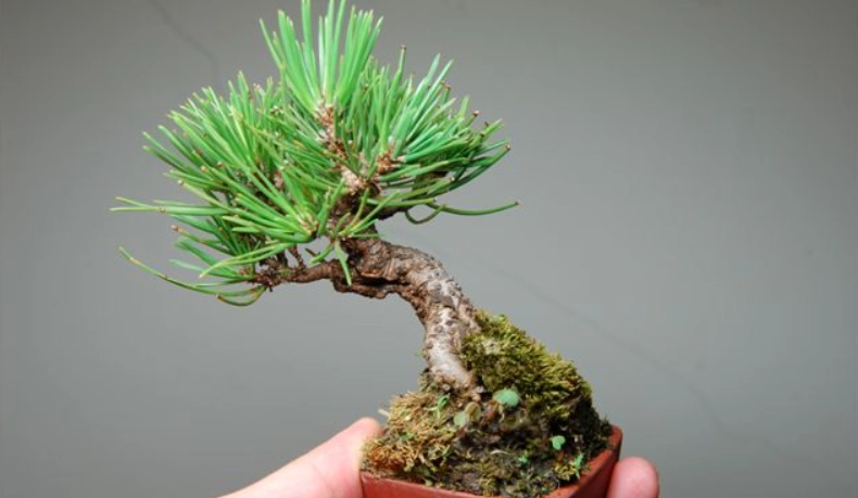 黑松常見問題 黑松常見問題