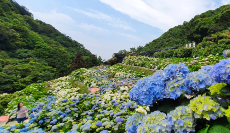 南投賞花景點