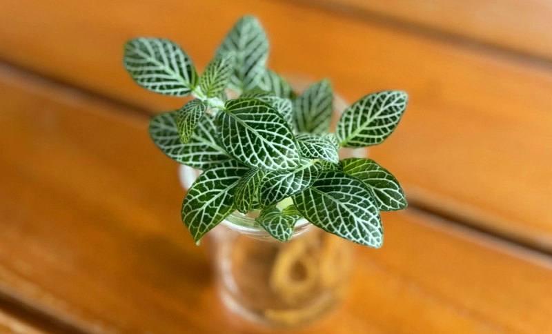 水培植物 水培植物