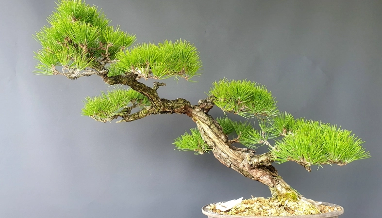 黑松盆景養護 黑松盆景養護