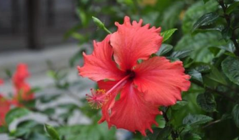 扶桑花修剪 扶桑花修剪