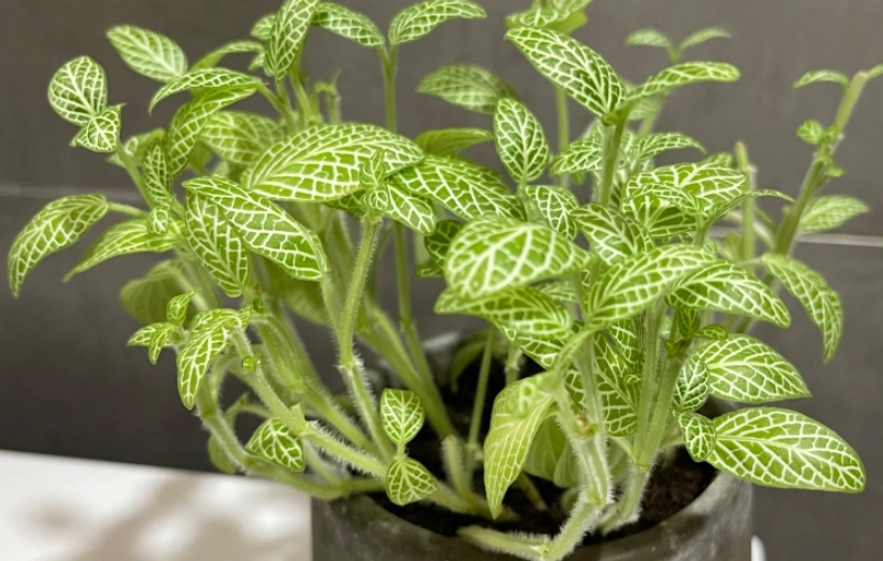 網紋草水耕繁殖