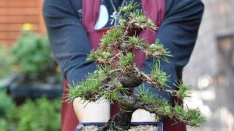 黑松種植方法 黑松種植方法