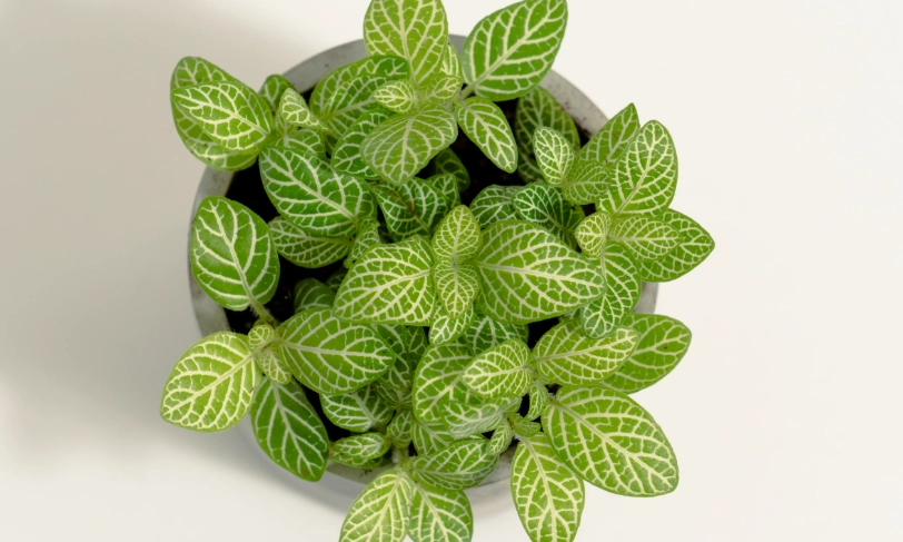 網紋草繁殖方法